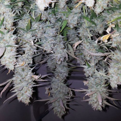 Ernte von Mandarin Caramel XXL Auto von MDLG Seeds