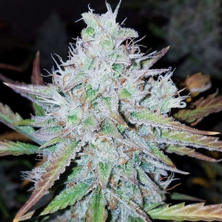 Semi Mandarine Caramel XXL Auto - MDLG Seeds