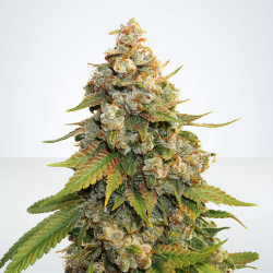 Grape Ape-Samen von MDLG Seeds