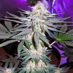 Critical Plus von MDLG Seeds für den Innenanbau