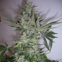 Critical Plus von MDLG Seeds für den Innenanbau