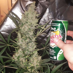 Bruce Banner XXL Auto - MDLG Seeds