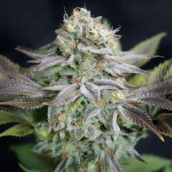 Blue Dream von MDLG Seeds im Innenbereich