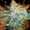 Blue Dream - MDLG Seeds