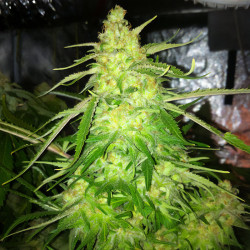 Blue Dream de MDLG Seeds en flor