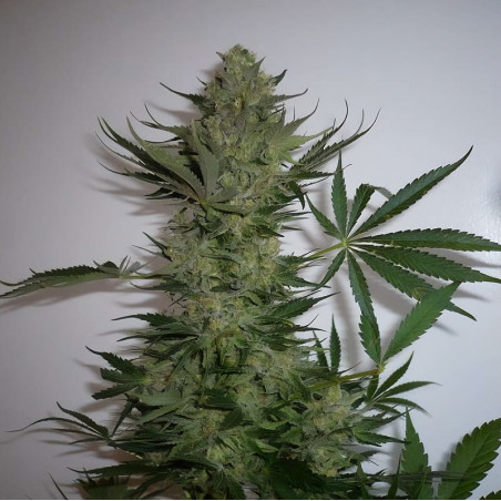 AK-47 von MDLG Seeds im Innenbereich