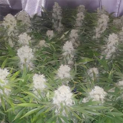 AK-47 von MDLG Seeds im Freien