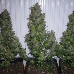 Ernte von AK-47 von MDLG Seeds