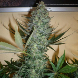 AK-47 - MDLG Seeds