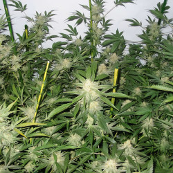 White Widow -Pflanze von MDLG Seeds im Freien