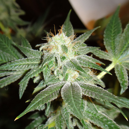 White Widow -Samen von MDLG Seeds