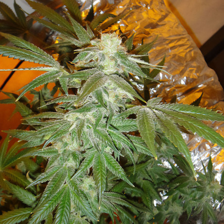 White Widow - MDLG Seeds