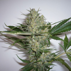 White Widow -Pflanze von MDLG Seeds in Blüte