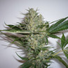 White Widow - MDLG Seeds