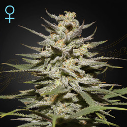 Super Lemon Haze CBD-Samen von Dutch Passion