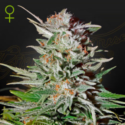 Super Lemon Haze Auto von Dutch Passion