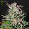 Super Lemon Haze Auto - Green House Seeds