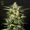 Jack Herer Auto - Dutch Passion