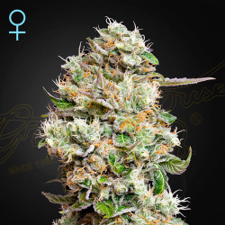 King's Kush Auto CBD - Green House Seeds