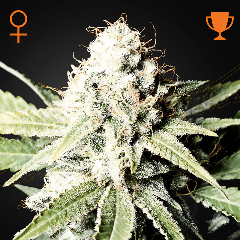 Great White Shark - Green House Seeds