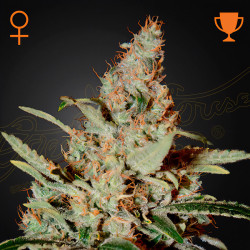 Chemdog von Green House Seeds