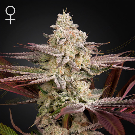 Chemical Bride von Green House Seeds