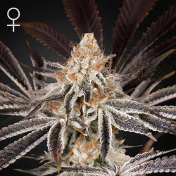 Dark Phoenix von Green House Seeds