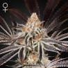 Dark Phoenix - Green House Seeds