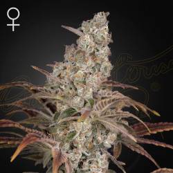 Jack's Dream von Green House Seeds