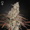 Jack's Dream - Green House Seeds