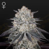 FULLGAS! - Green House Seeds