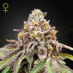 Blue Haze x Gelato 41 Auto von Green House Seeds