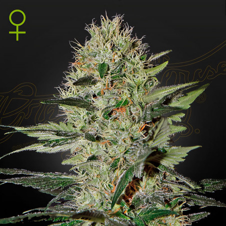 Exodus Cheese Auto von Green House Seeds