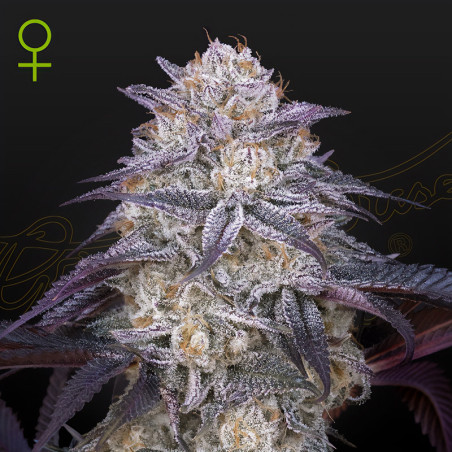 King's Juice Auto von Green House Seeds im Innenbereich