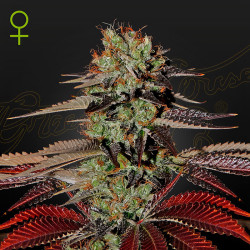 King's Kush Auto von Dutch Passion