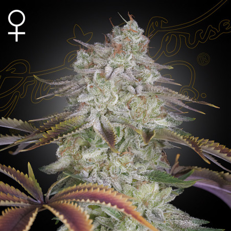 AlienZ von Green House Seeds