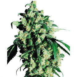 Super Skunk von Sensi Seeds