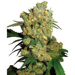 Big Bud von Sensi Seeds im Innenbereich