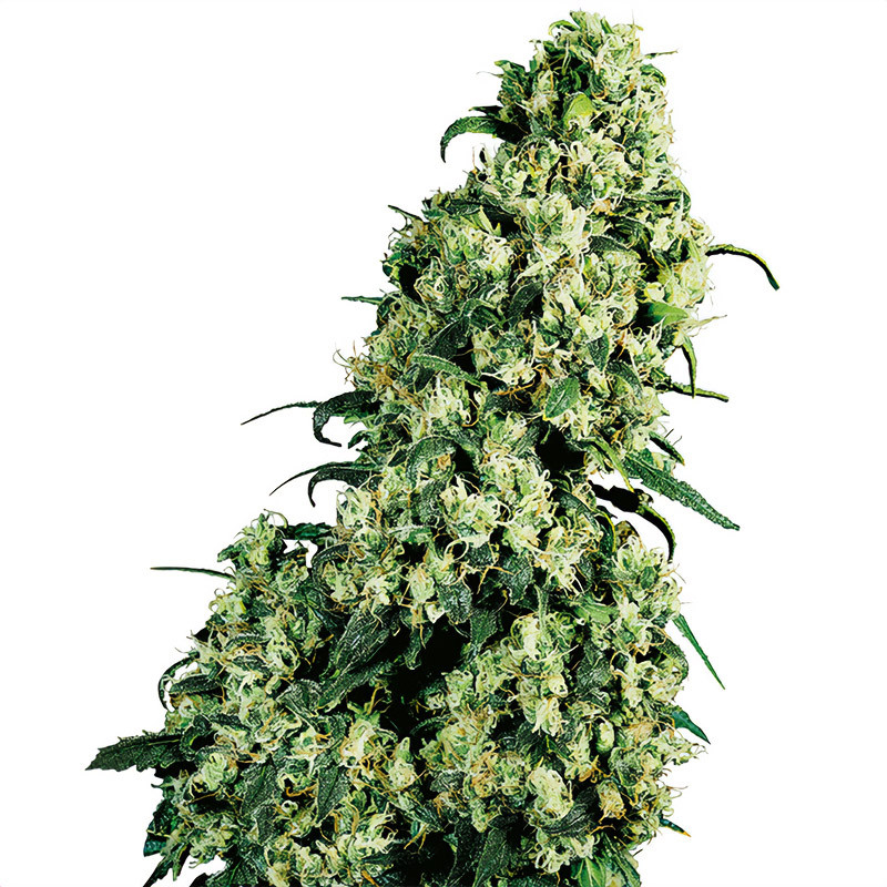 Skunk 1 Regolare - Sensi Seeds