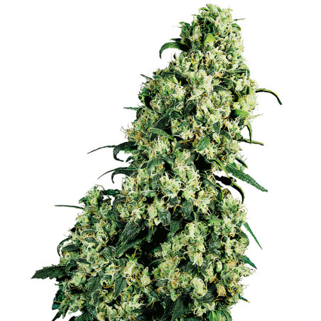 Skunk 1 Regolare di Sensi Seeds