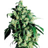 Super Skunk Regolare - Sensi Seeds