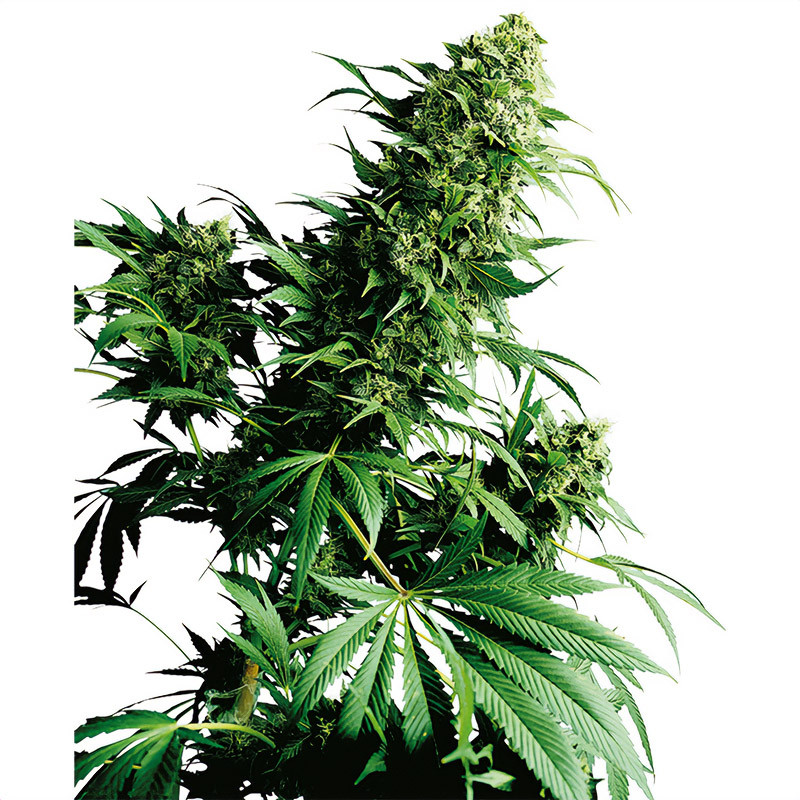 Shiva Shanti Regular - Sensi Seeds