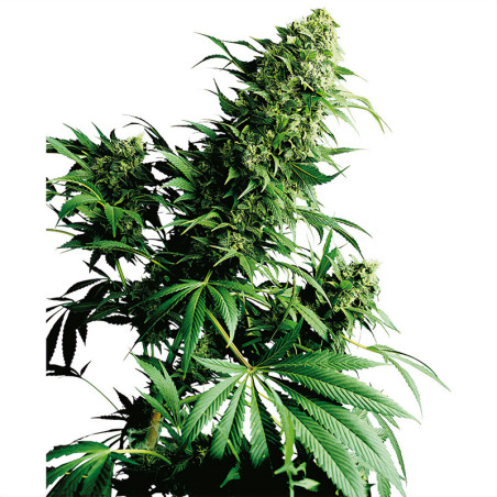 Shiva Shanti Regular von Sensi Seeds