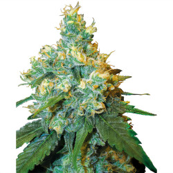 Jack Herer von Sensi Seeds