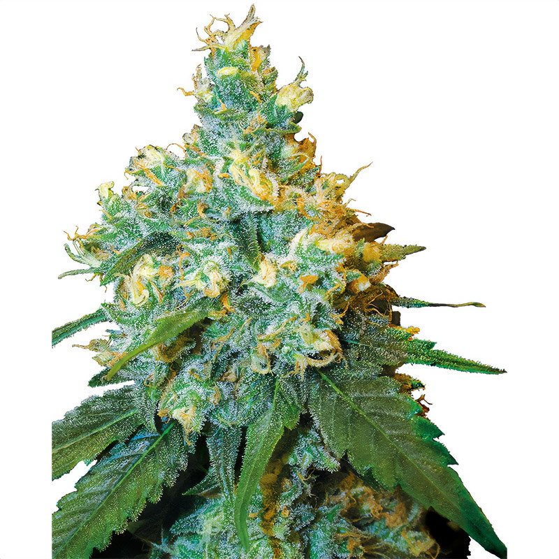 Jack Herer - Sensi Seeds