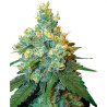 Jack Herer - Sensi Seeds