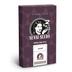 Jack Herer von Sensi Seeds