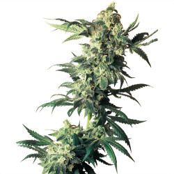 Northern Light s von Sensi Seeds