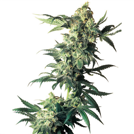 Northern Light di Sensi Seeds