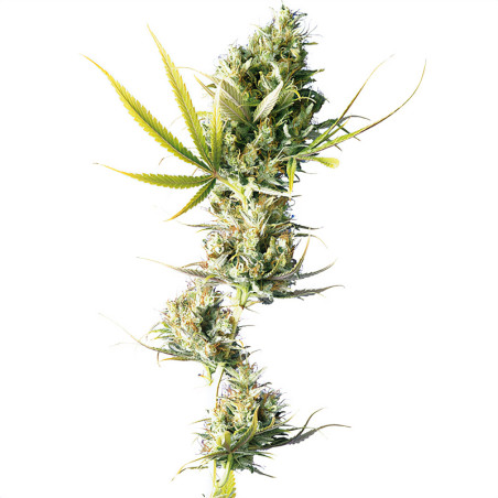 Durban feminizada de Sensi Seeds